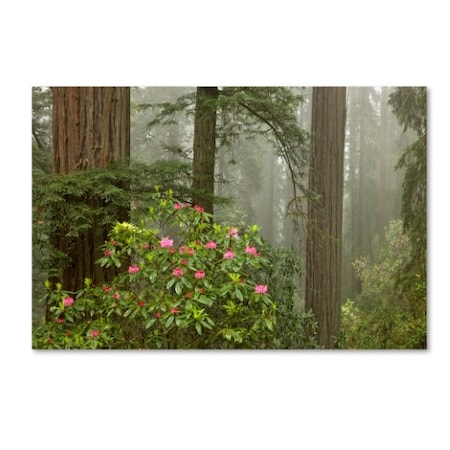 Mike Jones Photo 'Redwood Fog Rhododendrons' Canvas Art,12x19